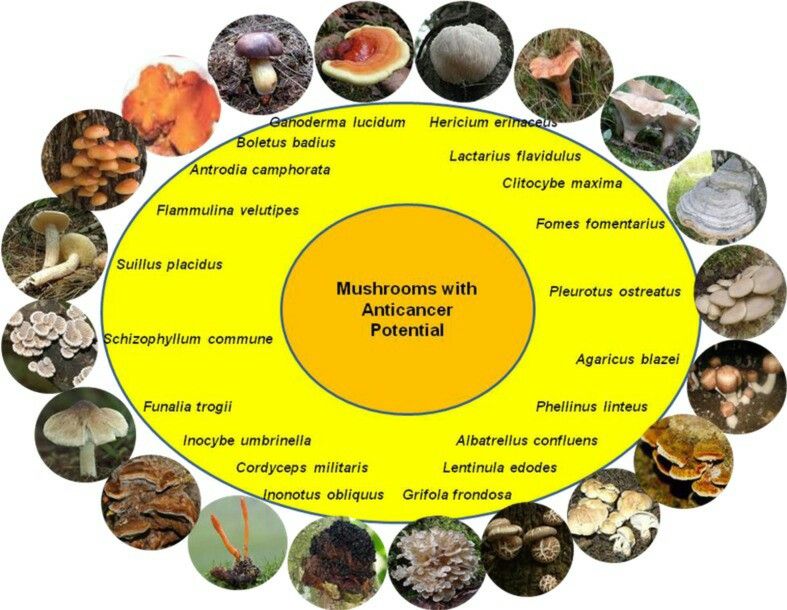 maitake mushroom extract anticancer