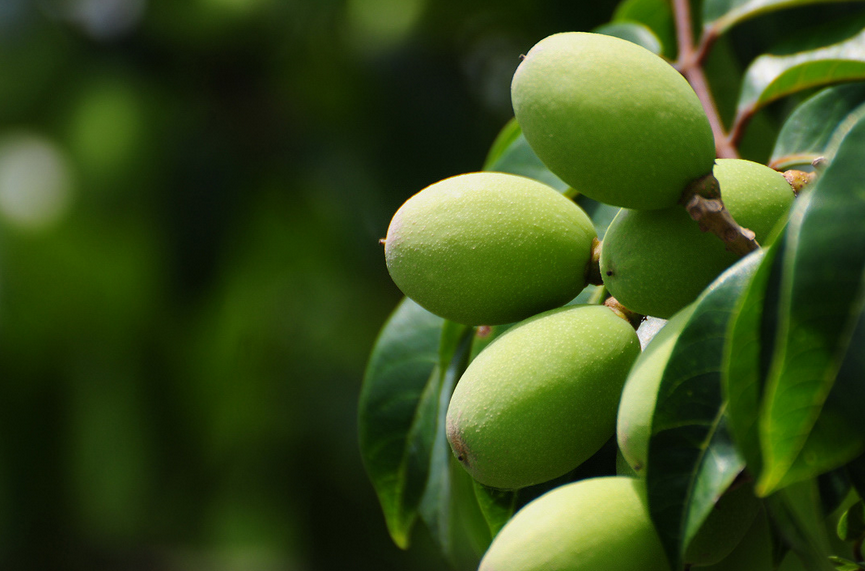 olive leaf extract.png