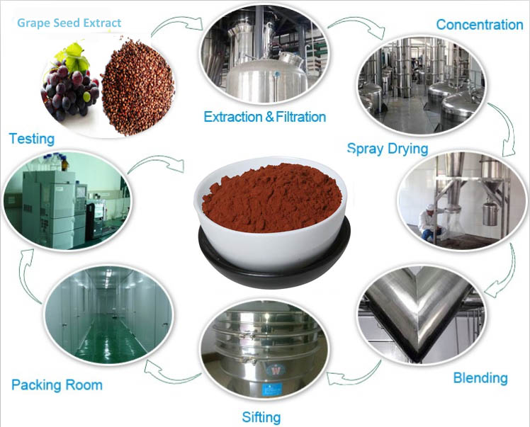 flow chart of grape seed extract.jpg