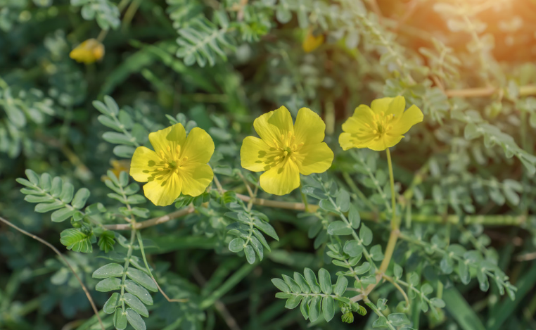 Tribulus Terrestris Extract.png