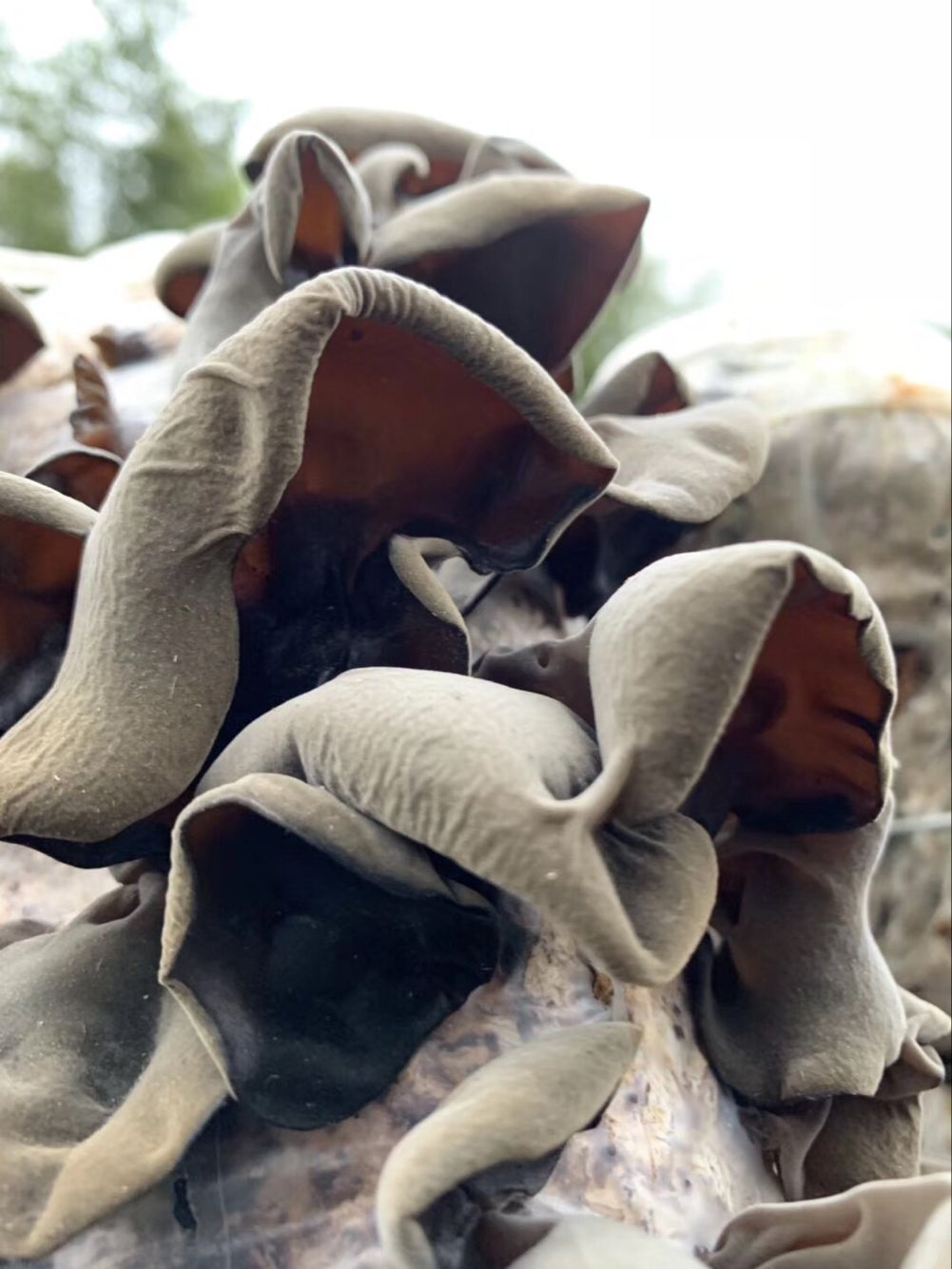 Auricularia Auricula Extract 