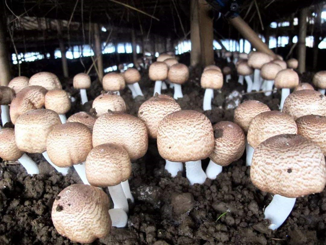 Agaricus blazei beta glucan--Organic planting base