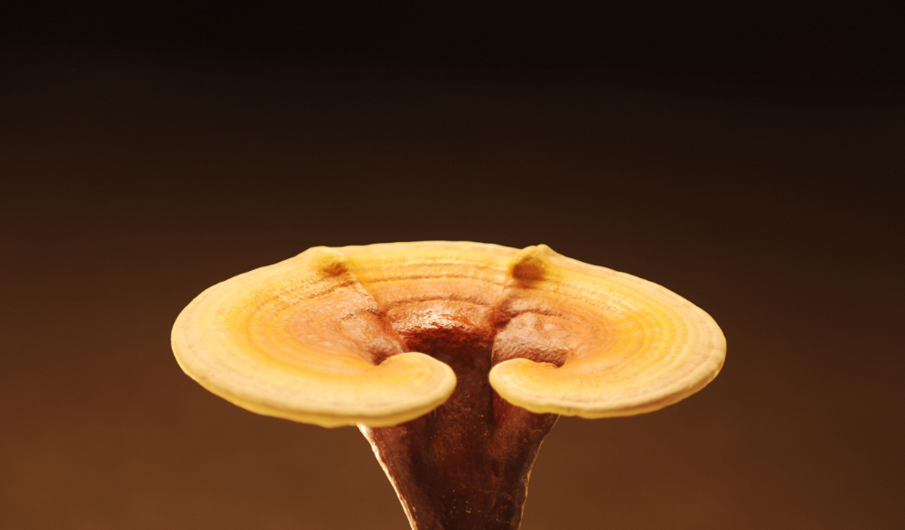 Good Vaccine Needs Match With Good Ganoderma Lucidum. jpg