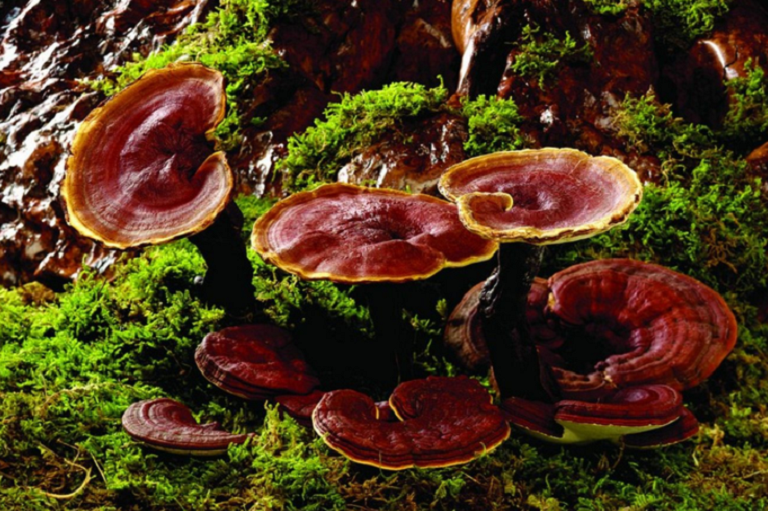 reishi mushroom extract