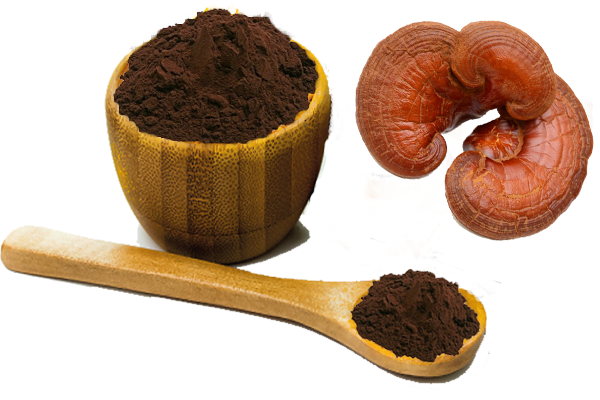 ganoderma lucidum spore powder